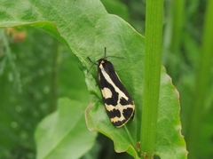 Wood Tiger (Parasemia plantaginis)