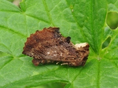 Coxcomb Prominent (Ptilodon capucina)