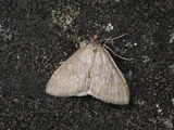 Marimjelleengmott (Anania fuscalis)