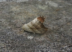 Scalloped Hook-tip (Falcaria lacertinaria)