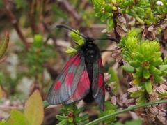 Fjellbloddråpesvermer (Zygaena exulans)