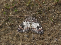 Dark Marbled Carpet (Dysstroma citrata)