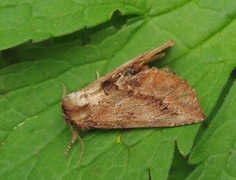 Coxcomb Prominent (Ptilodon capucina)