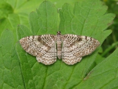 Scallop Shell (Rheumaptera undulata)
