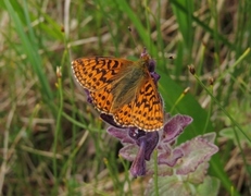 Myrperlemorvinge (Boloria aquilonaris)