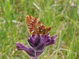 Myrperlemorvinge (Boloria aquilonaris)