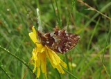 Myrperlemorvinge (Boloria aquilonaris)