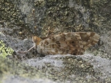 Tistelsommerfugl (Vanessa cardui)