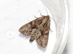 Stort engfly (Apamea monoglypha)