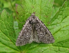 Grått taigafly (Xestia speciosa)