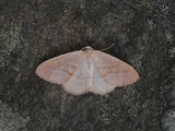 Barskogmåler (Hylaea fasciaria)