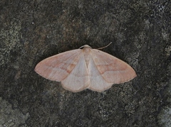 Barred Red (Hylaea fasciaria)