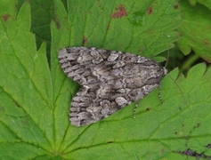 Great Brocade (Eurois occulta)