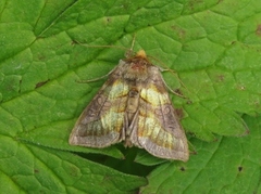 Burnished Brass (Diachrysia chrysitis)