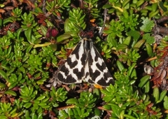 Wood Tiger (Parasemia plantaginis)