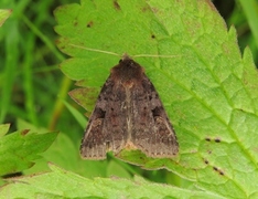 Rødfrynset teglfly (Diarsia brunnea)