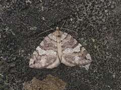 July Highflyer (Hydriomena furcata)