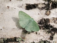 Large Emerald (Geometra papilionaria)