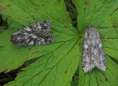 Great Brocade (Eurois occulta)