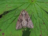 Stort engfly (Apamea monoglypha)