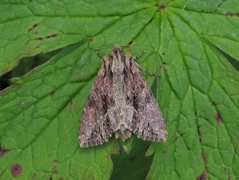 Stort engfly (Apamea monoglypha)