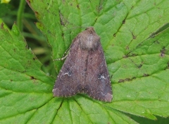 Teglrødt engfly (Apamea lateritia)