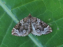The Phoenix (Eulithis prunata)