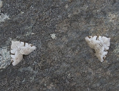 The V-Moth (Macaria wauaria)