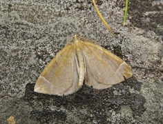 The Chevron (Eulithis testata)