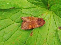 Stengelfly (Amphipoea)