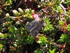 Svart sumpfly (Celaena haworthii)
