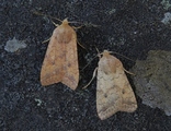 Bølgelinjet høstfly (Agrochola circellaris)