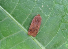 The Chestnut (Conistra vaccinii)