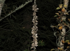 Fjellbjørkemåler (Epirrita autumnata)