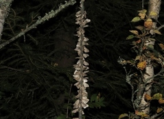 Autumnal Moth (Epirrita autumnata)