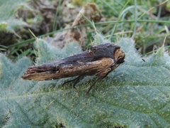 Red Sword-grass (Xylena vetusta)
