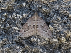 Juniper Carpet (Thera juniperata)