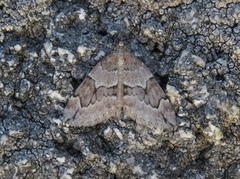 Grå einerbarmåler (Thera juniperata)