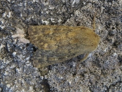 Brindled Ochre (Dasypolia templi)