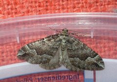 Water Carpet (Lampropteryx suffumata)