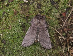 Yellow Horned (Achlya flavicornis)