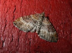 Red Twin-spot Carpet (Xanthorhoe spadicearia)