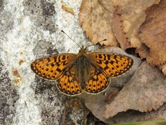 Rødflekket perlemorvinge (Boloria euphrosyne)