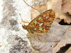 Pearl-bordered Fritillary (Boloria euphrosyne)