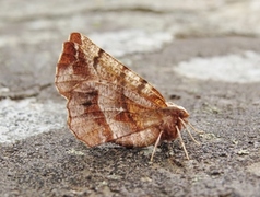 Early Thorn (Selenia dentaria)