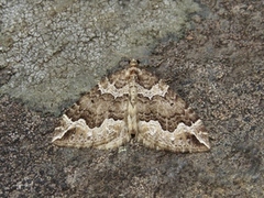 Water Carpet (Lampropteryx suffumata)