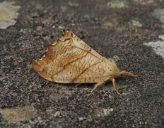 Scalloped Hook-tip (Falcaria lacertinaria)