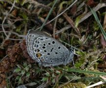 Myrblåvinge (Plebejus optilete)