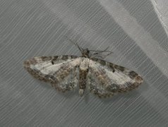 Burotdvergmåler (Eupithecia succenturiata)