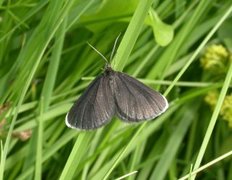 Chimney Sweeper (Odezia atrata)
